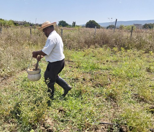 Suivi d’un essai de terrain sur l’adaptation de la culture de la tomate cerise de saison en mode biodynamique