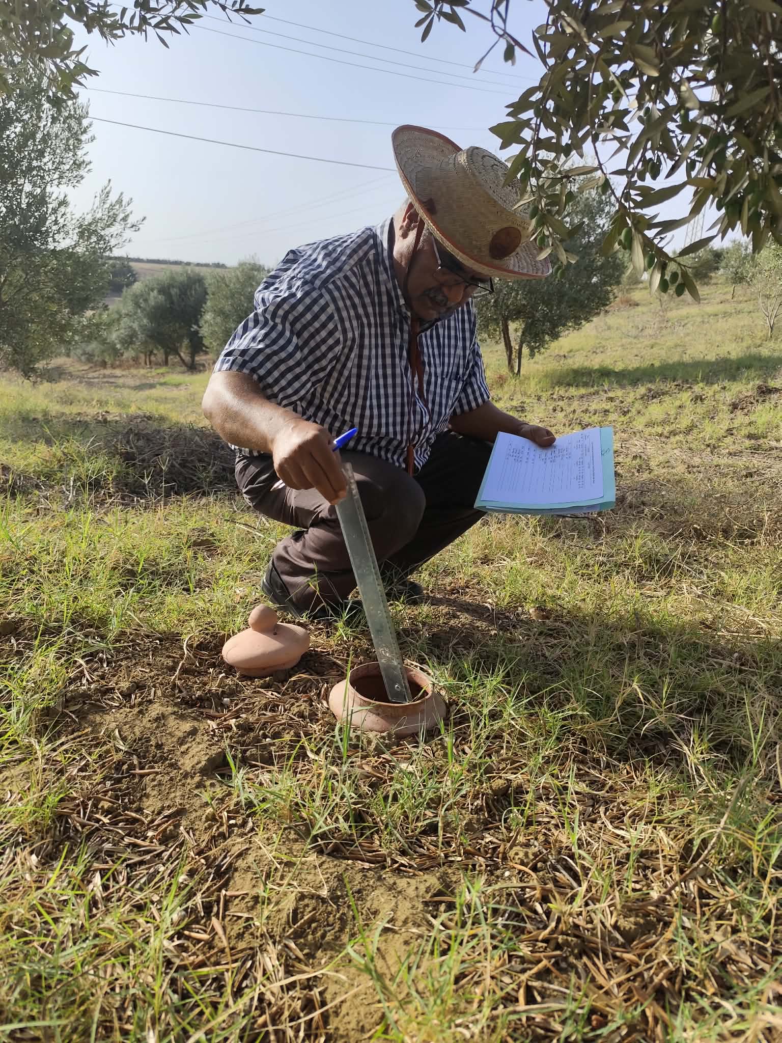 Suivi d’un essai de terrain sur l’irrigation des oliviers en mode biologique