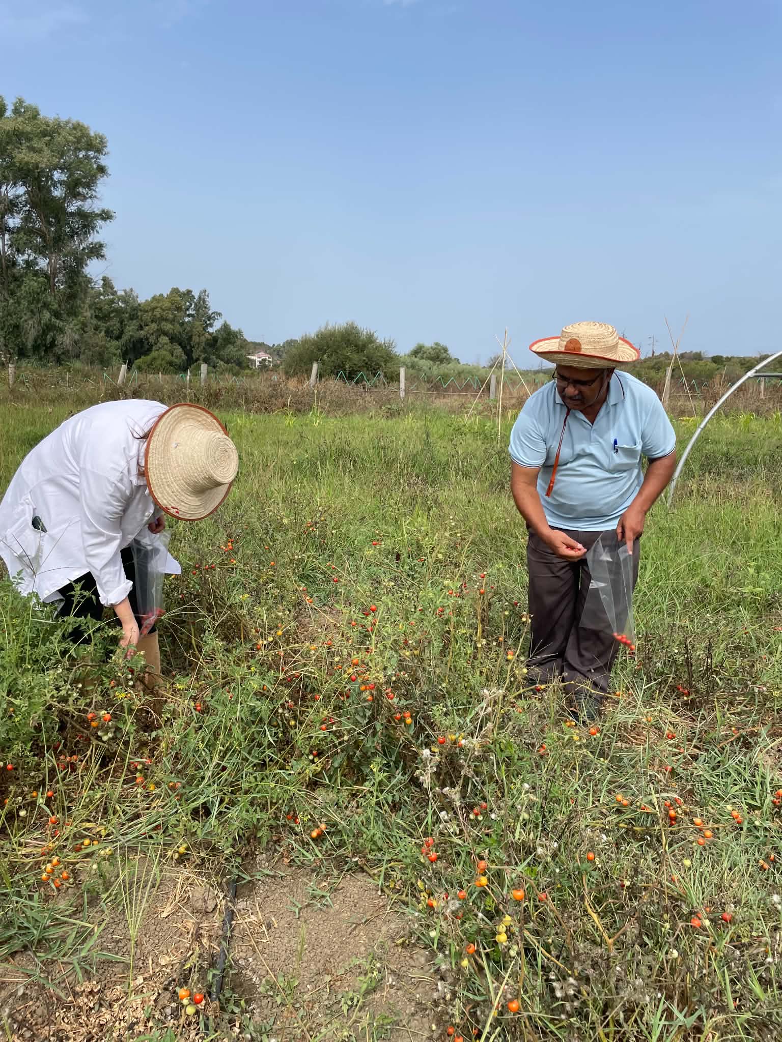 Suivi d’un essai de terrain sur l’adaptation de la culture de la tomate cerise de saison en mode biodynamique