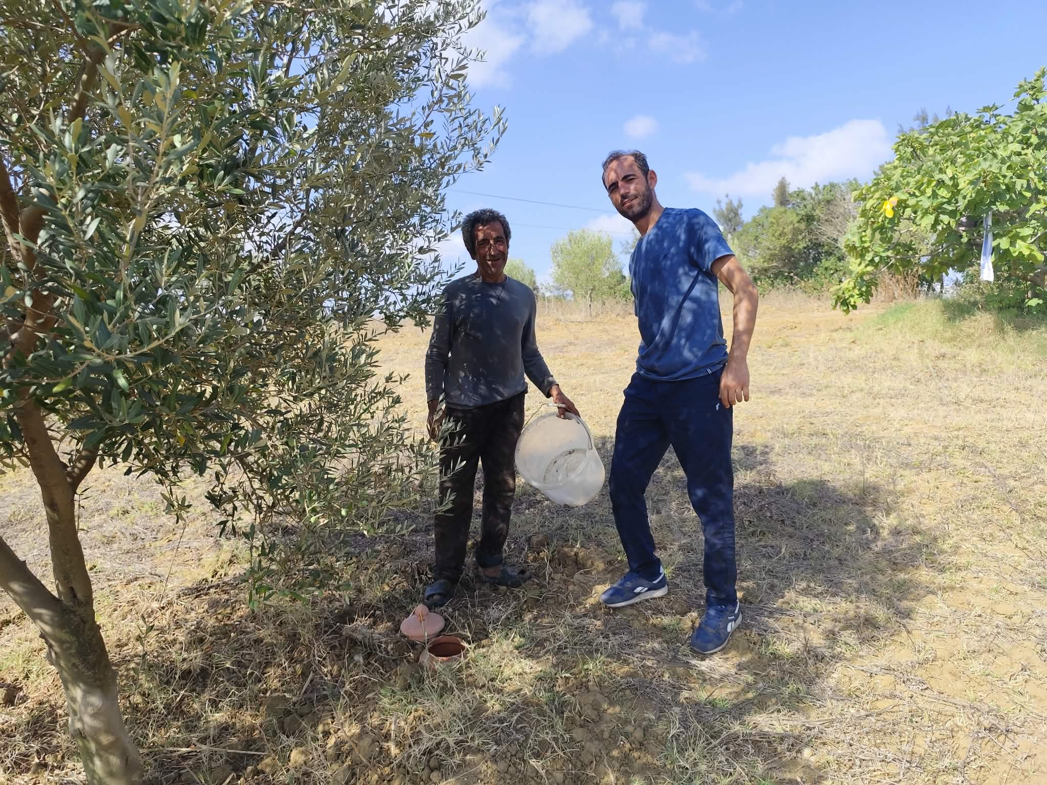Suivi d’un essai de terrain sur l’irrigation des oliviers en mode biologique