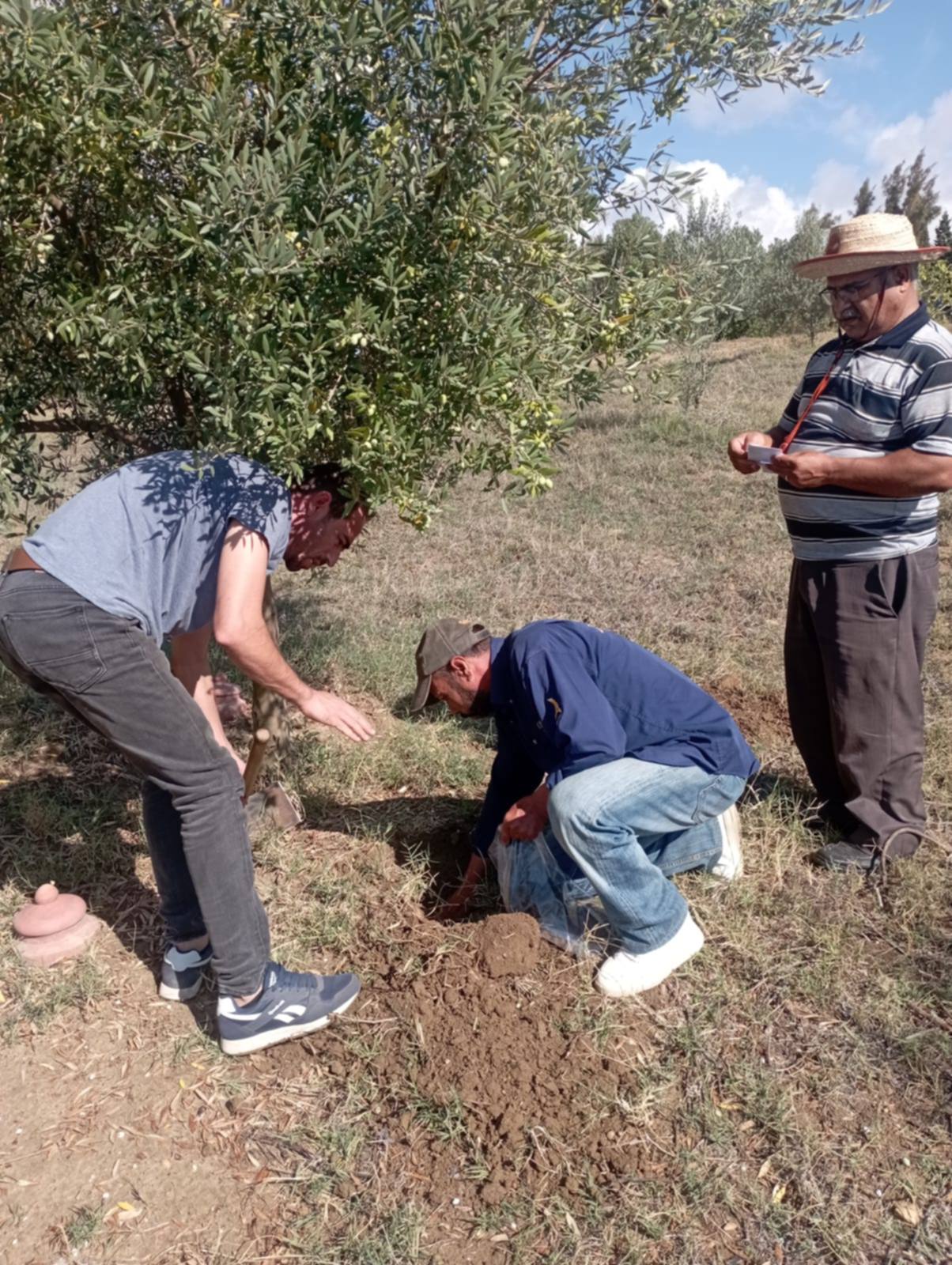 Suivi d’un essai de terrain sur l’irrigation des oliviers en mode biologique