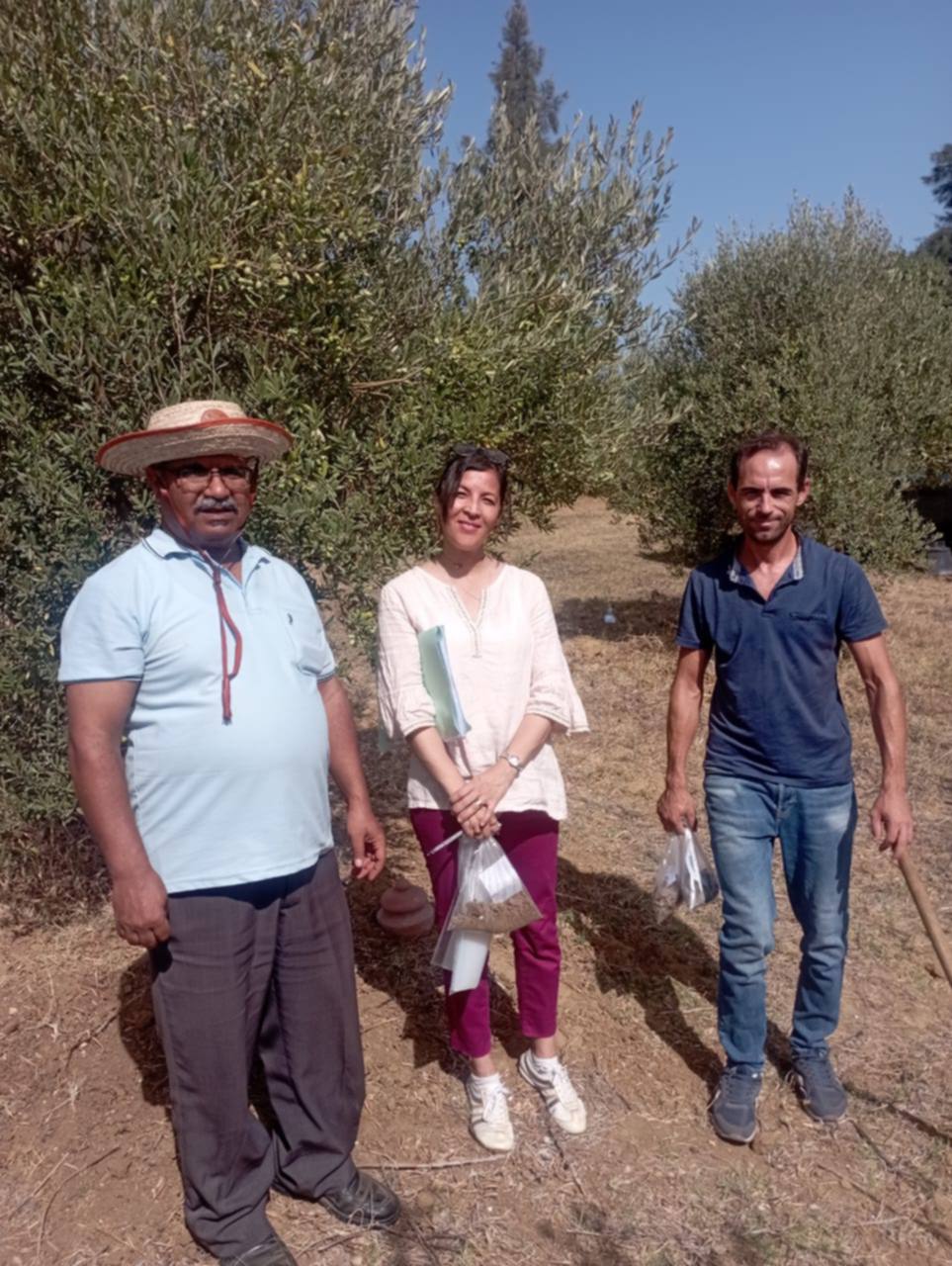 Suivi d’un essai de terrain sur l’irrigation des oliviers en mode biologique